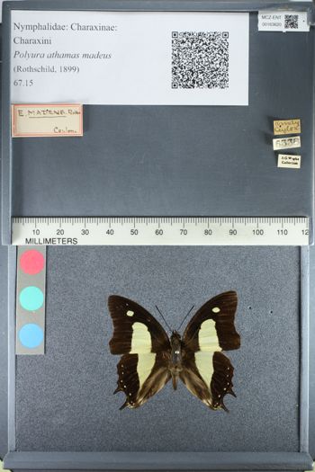 Media type: image;   Entomology 163620